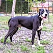 Thumbnail photo of Chance #4