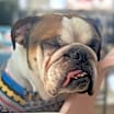 Thumbnail photo of ARCHIE #3
