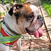 Thumbnail photo of ARCHIE #4