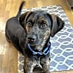 Thumbnail photo of PUPPY RAZZLE TAZ #1