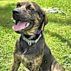 Thumbnail photo of PUPPY RAZZLE TAZ #2