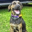 Thumbnail photo of PUPPY RAZZLE TAZ #3