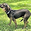 Thumbnail photo of PUPPY RAZZLE TAZ #4