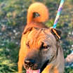 Thumbnail photo of Tofu #2