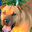 Thumbnail photo of Tofu #4