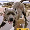 Thumbnail photo of Sylvester #1