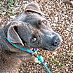 Thumbnail photo of Sylvester #4