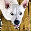 Thumbnail photo of Snowby #4