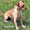 Thumbnail photo of Barkley #2