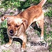 Thumbnail photo of Barkley #3