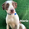 Thumbnail photo of Marie #2