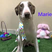 Thumbnail photo of Marie #3