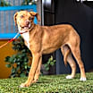 Thumbnail photo of Ronnie #2