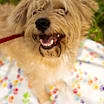 Thumbnail photo of Rue #2