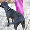 Thumbnail photo of CRICKET #3