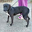 Thumbnail photo of CRICKET #4