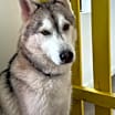Thumbnail photo of Simba #1