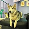 Thumbnail photo of Simba #2