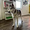 Thumbnail photo of Simba #3