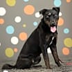 Thumbnail photo of Pandora #2