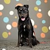 Thumbnail photo of Pandora #3