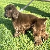 Thumbnail photo of Cocoa #1