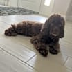 Thumbnail photo of Cocoa #2