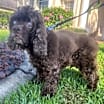 Thumbnail photo of Cocoa #3