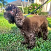 Thumbnail photo of Cocoa #4