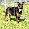 Thumbnail photo of Beaux #3