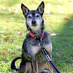 Thumbnail photo of ROSCOE - SWEET SENIOR #1