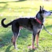 Thumbnail photo of ROSCOE - SWEET SENIOR #4