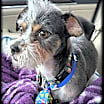 Thumbnail photo of Teddy #2