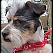 Thumbnail photo of Teddy #3