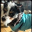 Thumbnail photo of Teddy #4