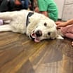 Thumbnail photo of Apollo #2