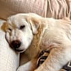 Thumbnail photo of Apollo #3