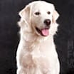 Thumbnail photo of Apollo #4
