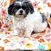 Thumbnail photo of Lily Belle #4