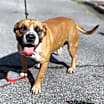 Thumbnail photo of Brutus (in foster) #2