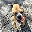 Thumbnail photo of Brutus (in foster) #3