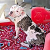 Thumbnail photo of Birdie #2