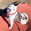 Thumbnail photo of Birdie #4