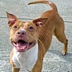 Thumbnail photo of Marigold! Sweet, Smiley Girl! #2
