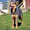 Thumbnail photo of Robin #2