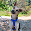 Thumbnail photo of Honey #1