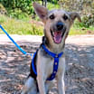 Thumbnail photo of Honey #2