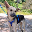 Thumbnail photo of Honey #3