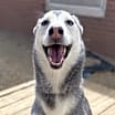 Thumbnail photo of Nova #2