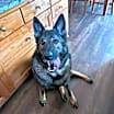 Thumbnail photo of Gunner #1
